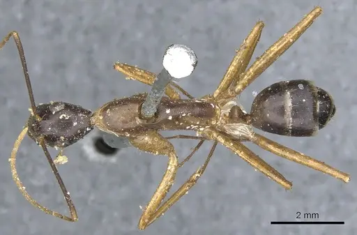 Camponotus maculatus specimen CASENT0903512 image casent0903512_1