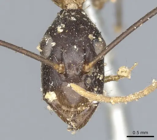 Camponotus maculatus specimen CASENT0903512 image casent0903512_2