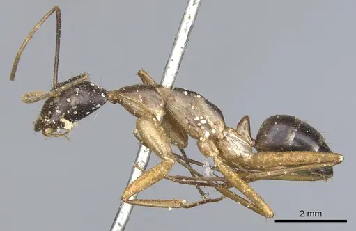 Camponotus maculatus specimen CASENT0903512 image casent0903512_3