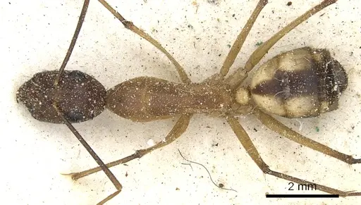 Camponotus maculatus specimen CASENT0903513 image casent0903513_1