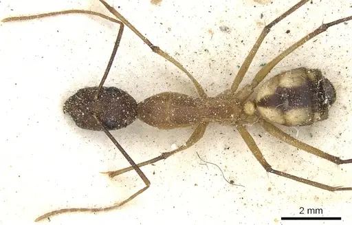 Camponotus maculatus specimen CASENT0903513 image casent0903513_2