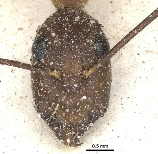 Camponotus maculatus specimen CASENT0903513 image casent0903513_3