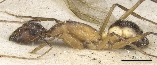 Camponotus maculatus specimen CASENT0903513 image casent0903513_4