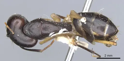 Camponotus maculatus specimen CASENT0903514 image casent0903514_1