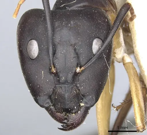 Camponotus maculatus specimen CASENT0903514 image casent0903514_2