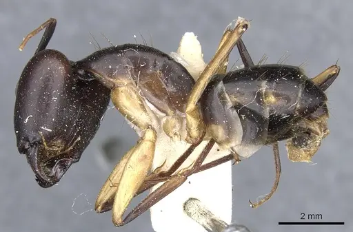 Camponotus maculatus specimen CASENT0903514 image casent0903514_3
