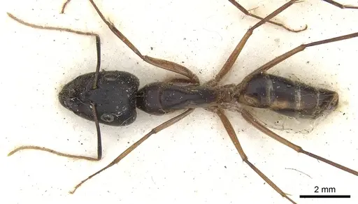 Camponotus maculatus specimen CASENT0903515 image casent0903515_1