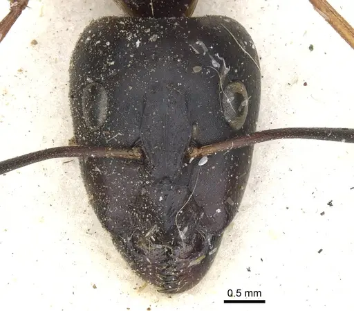 Camponotus maculatus specimen CASENT0903515 image casent0903515_2
