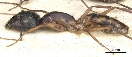 Camponotus maculatus specimen CASENT0903515 image casent0903515_3