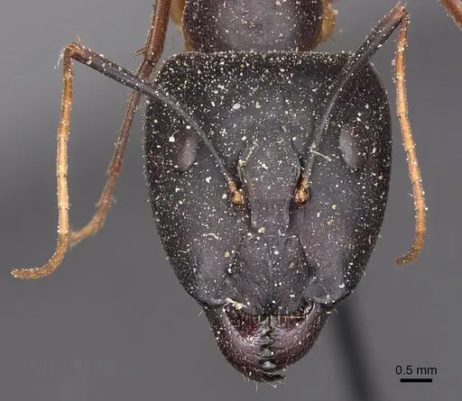 Camponotus maculatus specimen CASENT0905266 image casent0905266_2