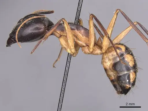 Camponotus maculatus specimen CASENT0905266 image casent0905266_3