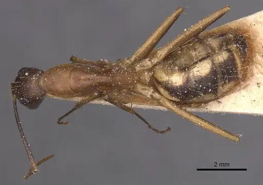 Camponotus maculatus specimen CASENT0905267 image casent0905267_1
