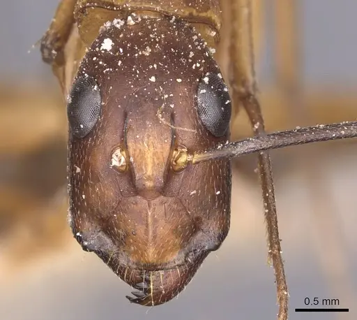 Camponotus maculatus specimen CASENT0905267 image casent0905267_2