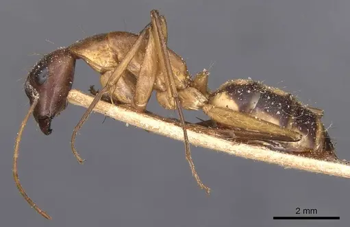 Camponotus maculatus specimen CASENT0905267 image casent0905267_3