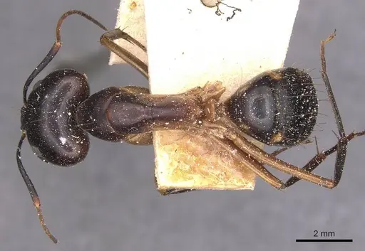 Camponotus maculatus specimen CASENT0905268 image casent0905268_1