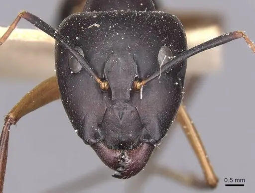 Camponotus maculatus specimen CASENT0905268 image casent0905268_2