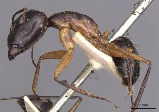 Camponotus maculatus specimen CASENT0905268 image casent0905268_3