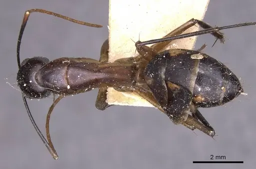 Camponotus maculatus specimen CASENT0905269 image casent0905269_1