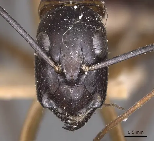 Camponotus maculatus specimen CASENT0905269 image casent0905269_2