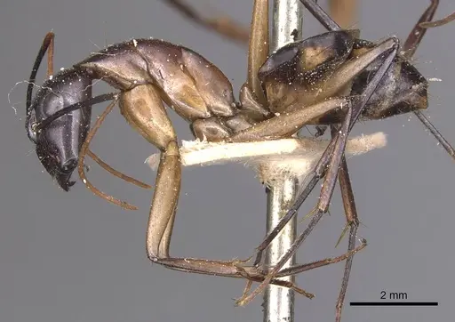 Camponotus maculatus specimen CASENT0905269 image casent0905269_3