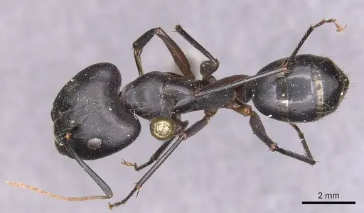 Camponotus maculatus specimen CASENT0905270 image casent0905270_1