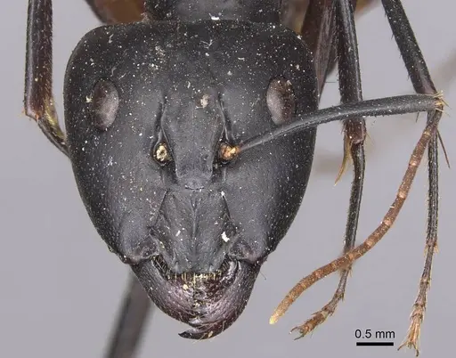 Camponotus maculatus specimen CASENT0905270 image casent0905270_2