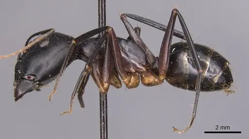 Camponotus maculatus specimen CASENT0905270 image casent0905270_3