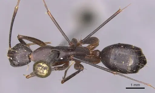 Camponotus maculatus specimen CASENT0905271 image casent0905271_1