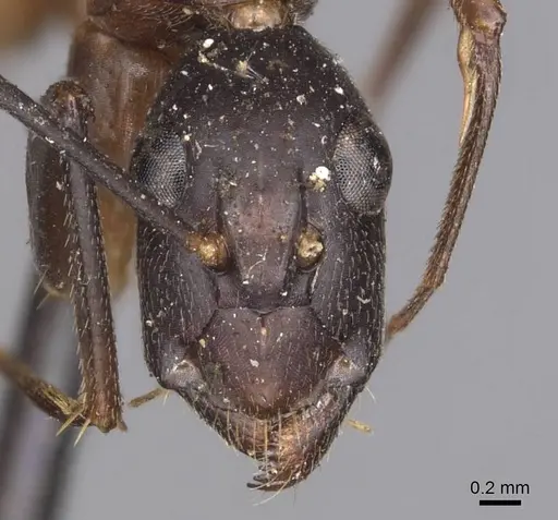 Camponotus maculatus specimen CASENT0905271 image casent0905271_2