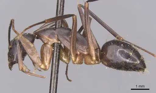 Camponotus maculatus specimen CASENT0905271 image casent0905271_3