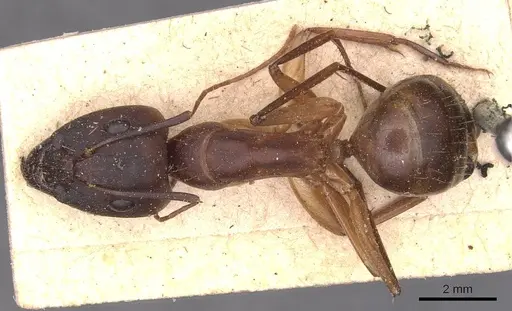 Camponotus maculatus specimen CASENT0905272 image casent0905272_1