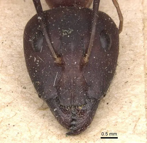Camponotus maculatus specimen CASENT0905272 image casent0905272_2