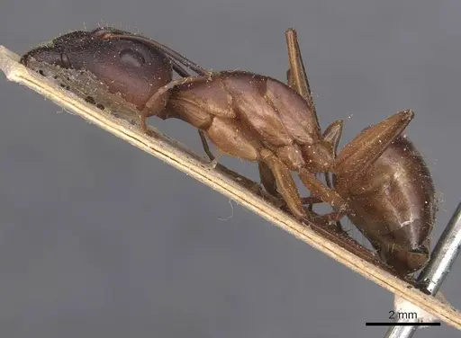 Camponotus maculatus specimen CASENT0905272 image casent0905272_3