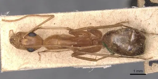 Camponotus maculatus specimen CASENT0905273 image casent0905273_1