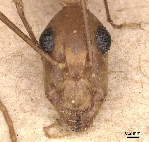 Camponotus maculatus specimen CASENT0905273 image casent0905273_2
