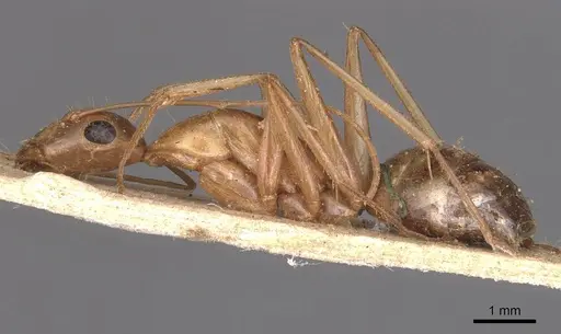 Camponotus maculatus specimen CASENT0905273 image casent0905273_3