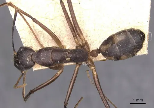Camponotus maculatus specimen CASENT0905274 image casent0905274_1