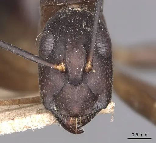 Camponotus maculatus specimen CASENT0905274 image casent0905274_2