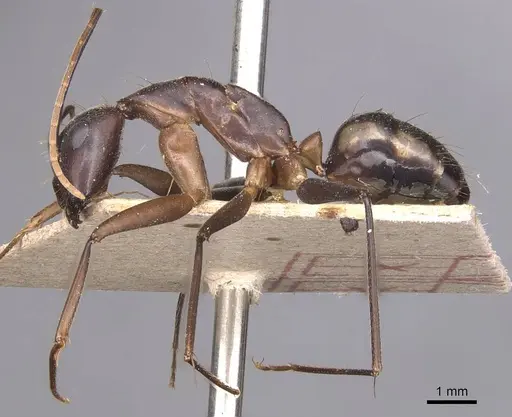 Camponotus maculatus specimen CASENT0905274 image casent0905274_3