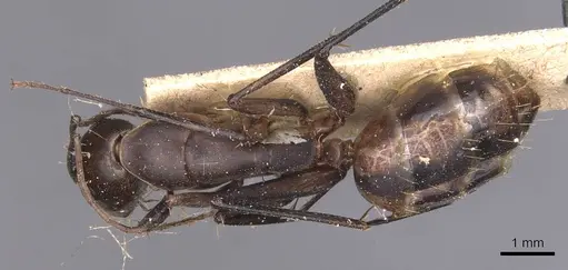 Camponotus maculatus specimen CASENT0905275 image casent0905275_1