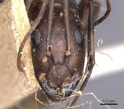Camponotus maculatus specimen CASENT0905275 image casent0905275_2