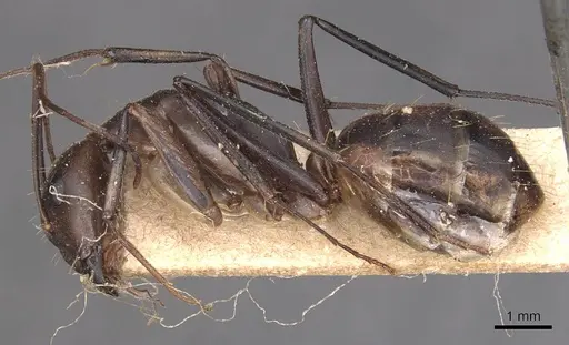Camponotus maculatus specimen CASENT0905275 image casent0905275_3