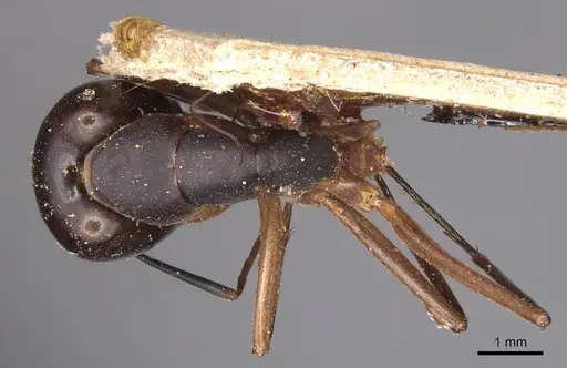 Camponotus maculatus specimen CASENT0905276 image casent0905276_1