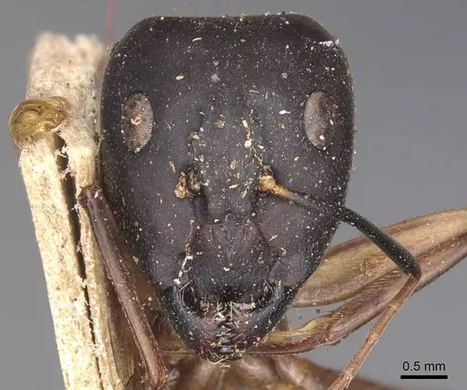 Camponotus maculatus specimen CASENT0905276 image casent0905276_2