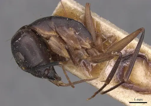 Camponotus maculatus specimen CASENT0905276 image casent0905276_3