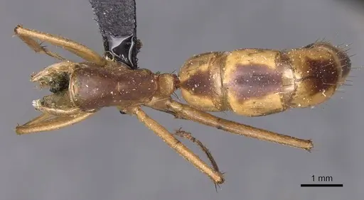 Camponotus maculatus specimen CASENT0905277 image casent0905277_1