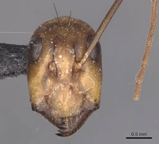 Camponotus maculatus specimen CASENT0905277 image casent0905277_2