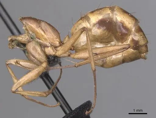 Camponotus maculatus specimen CASENT0905277 image casent0905277_3