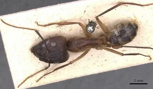 Camponotus maculatus specimen CASENT0905278 image casent0905278_1