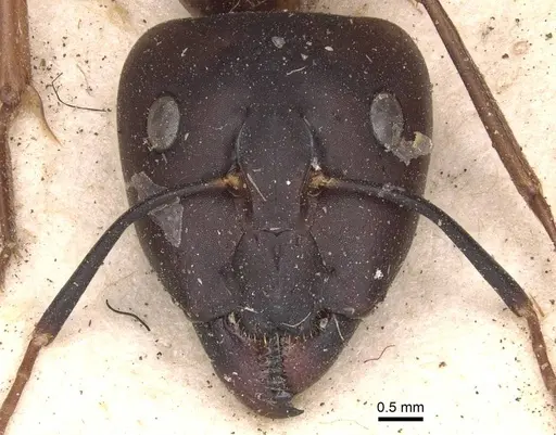 Camponotus maculatus specimen CASENT0905278 image casent0905278_2